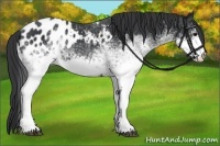 Horse Color:White Spotted Black Blanket 