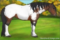 Horse Color:Bay Tobiano Near Fewspot 