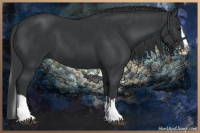 Horse Color:Black Splash and Black Splash