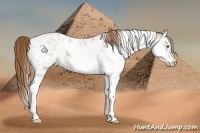 Horse Color:Smoky Black Pearl Sabino Splash
