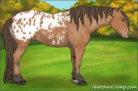 Horse Color:Bay Appaloosa 