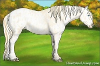 Horse Color:Buckskin Roan Pearl Appaloosa  and Silver Buckskin Roan Pearl Appaloosa 