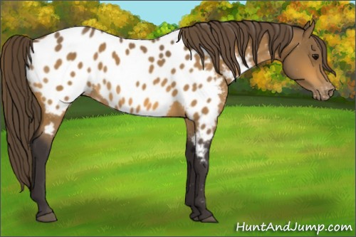 Horse Color:Buckskin Appaloosa