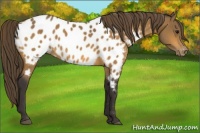 Horse Color:Buckskin Near Leopard 