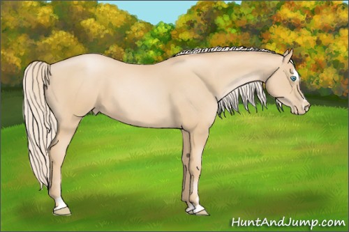 Horse Color:Palomino Pearl Sabino 