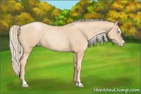 Horse Color:Palomino Pearl Sabino