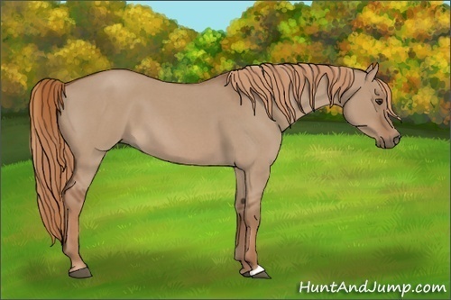 Horse Color:Red Dun Roan 