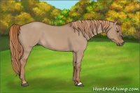 Horse Color:Red Dun Roan 