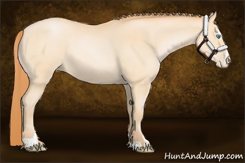 Horse Color:Buckskin Pearl Sabino 