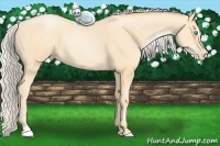 Horse Color:Palomino Pearl Sabino