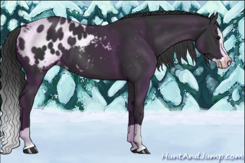 Horse Color:Black Splash Appaloosa 