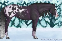 Horse Color:Black Splash Appaloosa 