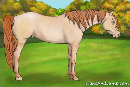 Horse Color:Buckskin Pearl Sabino 