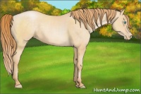 Horse Color:Buckskin Pearl Sabino 