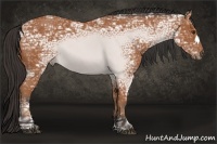 Horse Color:Bay Ice 