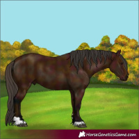 Horse Color:Midnight Bay 
