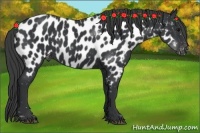 Horse Color:Black Near Leopard 