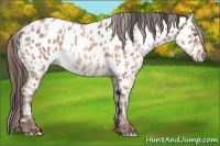 Horse Color:Amber Champagne Appaloosa and Amber Champagne Splash Appaloosa