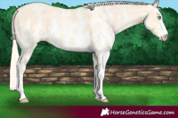 Horse Color:Palomino Pearl Sabino