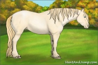 Horse Color:Buckskin Pearl Sabino