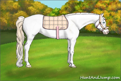 Horse Color:Buckskin Pearl Dun Sabino 