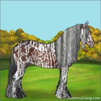 Horse Color:Brown Rabicano  and Brown Appaloosa Rabicano 