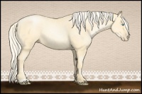 Horse Color:Palomino Pearl Sabino