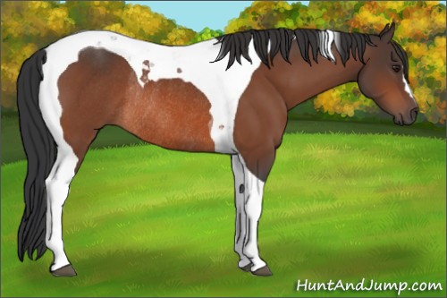 Horse Color:Brown Tobiano Rabicano 
