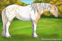 Horse Color:Gray Silver Amber Cream Champagne Roan Dun Splash Tobiano Frame Appaloosa Rabicano 