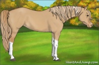 Horse Color:Red Dun Tobiano Appaloosa 