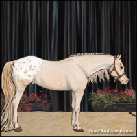 Horse Color:Chestnut Appaloosa 