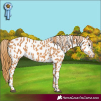 Horse Color:Chestnut Appaloosa
