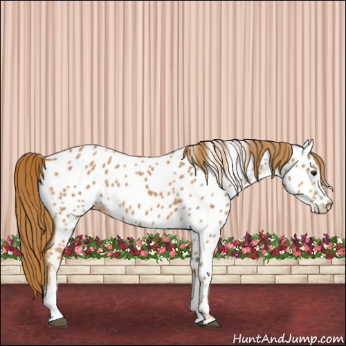Horse Color:Chestnut Near Leopard 