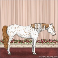 Horse Color:Chestnut Near Leopard 