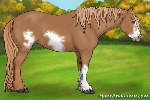 Horse Color:Chestnut Frame