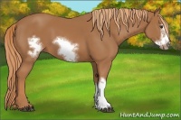 Horse Color:Chestnut Frame