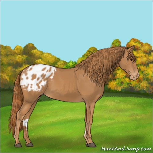 Horse Color:Chestnut Appaloosa 