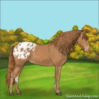 Horse Color:Chestnut Appaloosa 