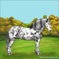 Horse Color:Gray Black Tobiano Appaloosa 