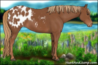 Horse Color:Chestnut Blanket 