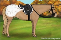 Horse Color:Chestnut Appaloosa 