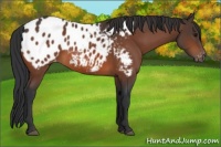 Horse Color:Bay Appaloosa