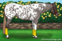 Horse Color:Liver Red Roan Tobiano Blanket Rabicano 