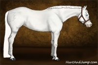 Horse Color:Cremello Dun 