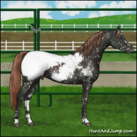 Horse Color:Liver Chestnut Appaloosa 