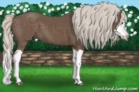Horse Color:Silver Black Splash
