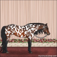 Horse Color:Bay Appaloosa 