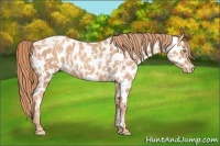 Horse Color:Gold Champagne Appaloosa  and Gold Champagne Appaloosa Rabicano 