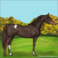 Horse Color:Liver Chestnut Appaloosa 