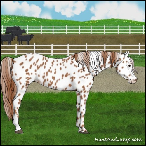 Horse Color:Chestnut Appaloosa 
